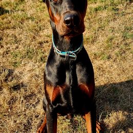 Brody - Dachshund