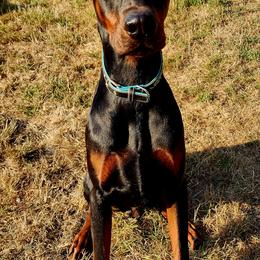 Brody - Dachshund