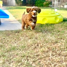 Vader - Star Wars Litter - Red  male Goldendoodle puppy in Elk Grove, California from Doodles by Faith