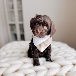 Turtle Dove - 12 Days of Christmas - Chocolate male Goldendoodle puppy in Syracuse, Indiana from The Doodle Cove