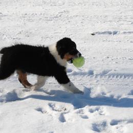 Australian Shepherd Puppies from Platinum Edition