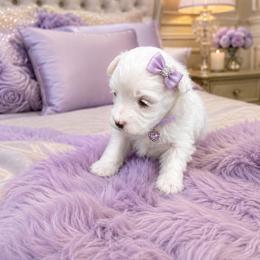 Bianca - White female Maltese puppy in Bryn Mawr, Pennsylvania from Main line furry friends