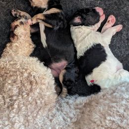 Poodle Puppies from New Hope Standard Poodles