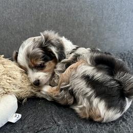 Aussiedoodle and Miniature Australian Shepherd Puppies from Puppies at The Happy Acre Farm