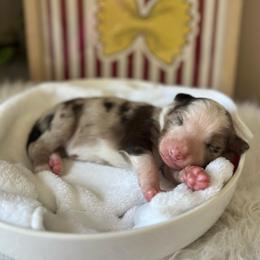 Tortellini - White and red merle female Bordoodle puppy in Valley Center, California from Circle R Valley Bordoodls