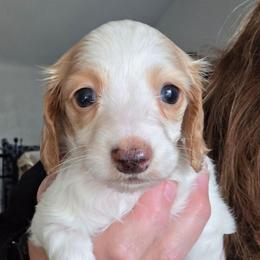 Daisy's ee red dapple piebald girl longhair - Piebald female Dachshund puppy in Declo, Idaho from Dozendachs