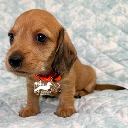 Chase AKC - Red male Dachshund puppy in South Easton, Massachusetts from Depot Dachsies