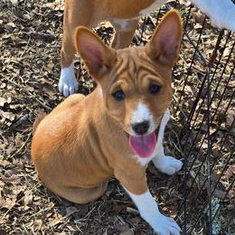 Solo girl 1 - Red and white female Basenji puppy in Caldwell, Texas from Candyce Witte