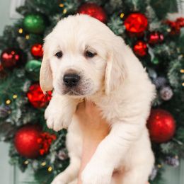 Benny Brown collar - Light golden male Golden Retriever puppy in Oregon from A Goldens First Love