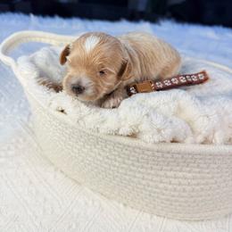 Latte - Cream male Poodle puppy in Florida from Adorable Toy-Miniature Poodles