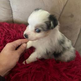 Little blue merle girl - Blue merle female Toy Australian Shepherd puppy in Springfield, Missouri from Donnie's Miniature & Toy Australian Shepherds
