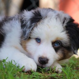 Snoopy - Blue merle male Miniature American Shepherd puppy in Philpot, Kentucky from Miller Hill Mini American Shepherds and Mini Aussies