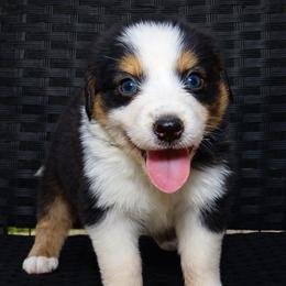 Ares - Black tri male Miniature Australian Shepherd puppy in Guthrie, Oklahoma from Raised Right Pups