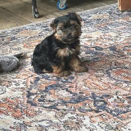 Pink - Black and tan female Yorkshire Terrier puppy in Hardeeville, South Carolina from Pups of the Lowcountry