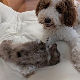 Aussiedoodle Puppies from Ridgeview Aussiedoodles