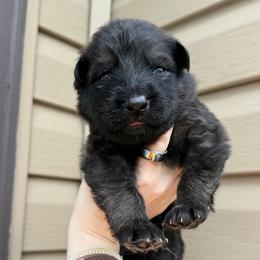 Orange - Sable male German Shepherd puppy in Tennessee from Chattanooga Tn German Shepherds