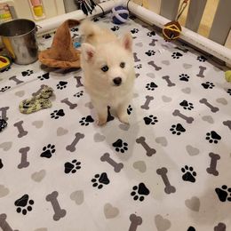 Pomeranian and Pomsky Puppies from Fann-Tastic Pomskies