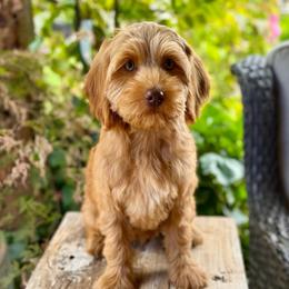 Coral - Caramel female Australian Labradoodle puppy in Anderson, California from Shaggy Doodles