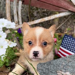 Remy - Sable male American Corgi puppy in Pioneer, Michigan from Country Corners Corgis