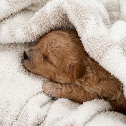 Cider - Apricot male Poodle puppy in Chapel Hill, North Carolina from Cyndi’s Poodles