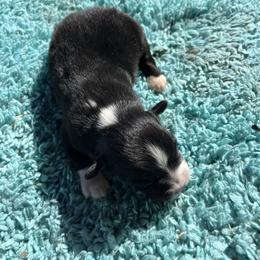 Darling - Black tri female Miniature American Shepherd puppy in Monroe, Utah from Shawnkara Australian Shepherds & Miniature American Shepherds