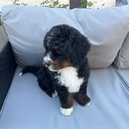Archie - Tri-color Bernedoodle puppy in Los Angeles, California from Bernied00dle Love