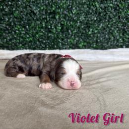 Violet Girl - Blue merle female Bernedoodle puppy in Modesto, California from Two Doods Doodles