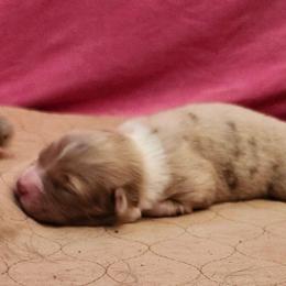 Joly - Red merle female Australian Shepherd puppy in Athens, Tennessee from Mimi's Aussie
