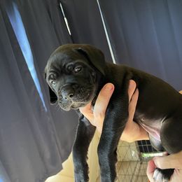 Cane Corso Puppies from Corso Dynasty