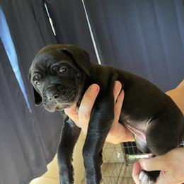 Cane Corso Puppies from Corso Dynasty