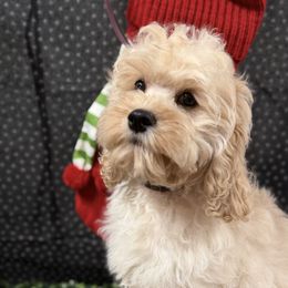 Eevee Boy black collar - Buff male Cockapoo puppy in Haines City, Florida from Camic Cockapoos