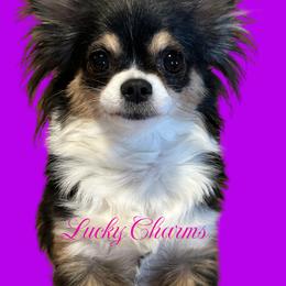 Chihuahua Puppies from Tenderheart Chihuahuas
