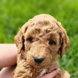 Goldendoodle Puppies from QP Doodles