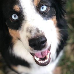 Miniature Australian Shepherds from Warren’s Colorado Mini Aussies