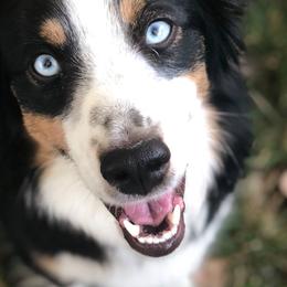 Miniature Australian Shepherds from Warren’s Colorado Mini Aussies