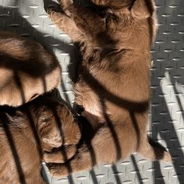 Labrador Retriever Puppies from Viklan Labradors