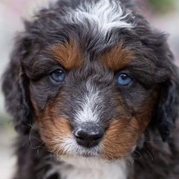 Australian Mountain Doodle, Bernedoodle, Cavapoo, and Goldendoodle Puppies from Angel Pups Deluxe