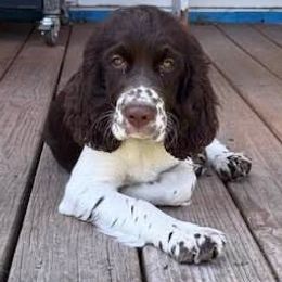 English Cocker Spaniel and English Springer Spaniel Puppies from Shogun Spaniels