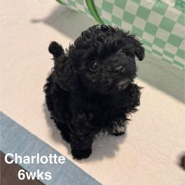 Charlotte - Black female Yorkipoo puppy in Waldorf, Maryland from Luv My Yorkies, LLC