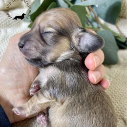 English Shaded Cream - Cream male Dachshund puppy in Nampa, Idaho from Long_and_Low_Dachshunds