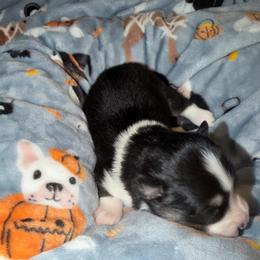 Sheldon - Black and white male Pomsky puppy in Cumberland County, Pennsylvania from M&L Pomskies