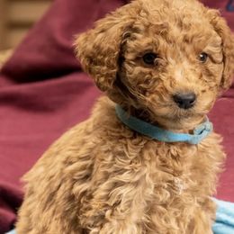 Chip - Red  Goldendoodle puppy in Des Plaines, Illinois from SnoogleDoodles