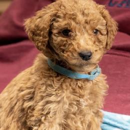 Chip - Red  Goldendoodle puppy in Des Plaines, Illinois from SnoogleDoodles