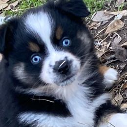 Miniature Australian Shepherds from Stacey Byars-Cosby's Miniature Australian Shepherds