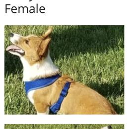 Molly - Pembroke Welsh Corgi