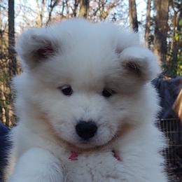 Borzoi and Samoyed Puppies from Kalabria