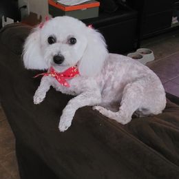 Jasmine - Maltipoo