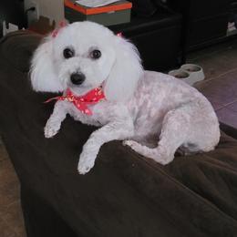 Jasmine - Maltipoo