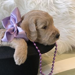 Bernedoodle and Goldendoodle Puppies from Heartfelt GoldenDoodles
