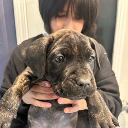 Brindle Yellow Collar - Black brindle female Cane Corso puppy in Kaufman, Texas from Phantom Corsos